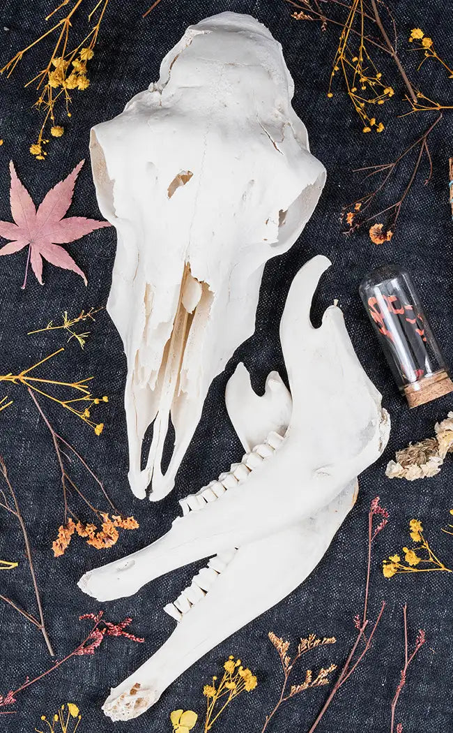 Australian Sheep Skull