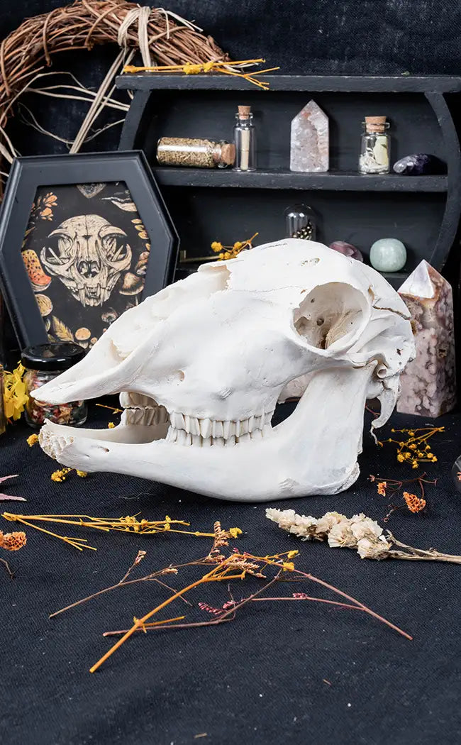 Australian Sheep Skull