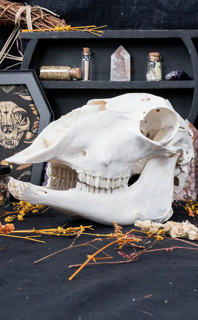 Australian Sheep Skull