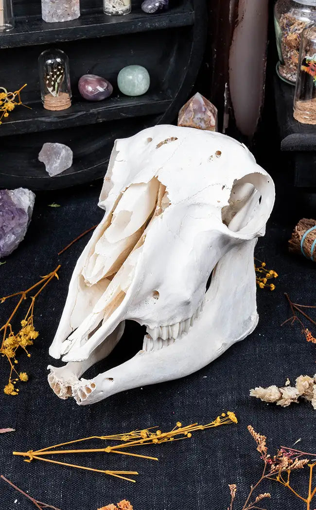 Australian Sheep Skull