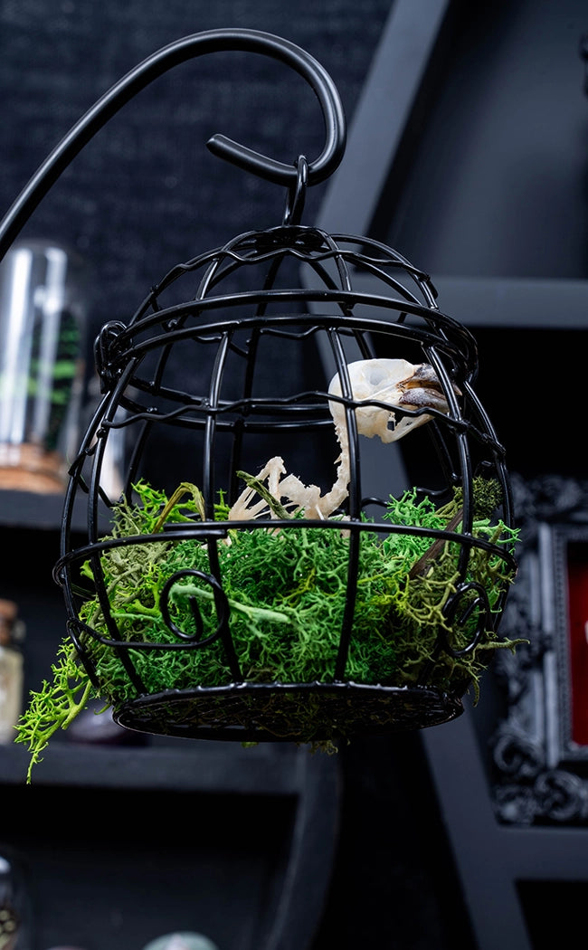 Bird Skeleton in Hanging Cage