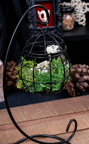 Bird Skeleton in Hanging Cage