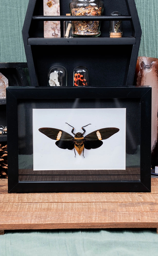 Black Cicada in Shadow Box