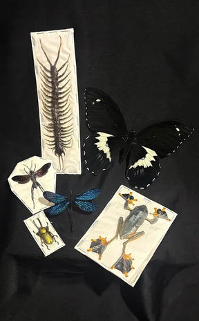 BLACK FRIDAY SPECIAL | Rare/Special Specimen Pack