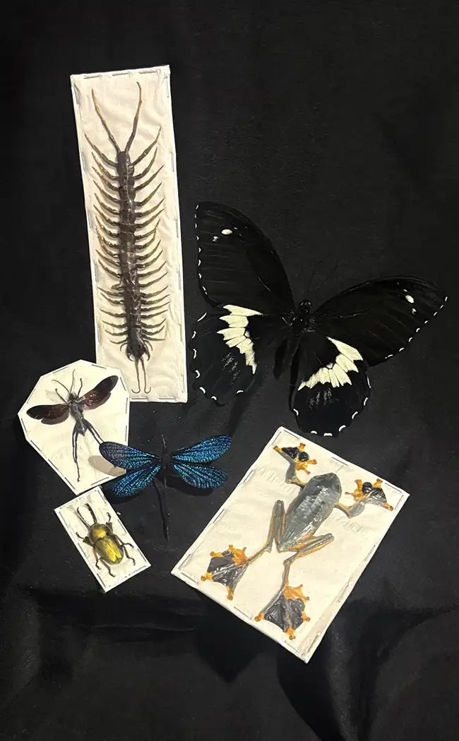 BLACK FRIDAY SPECIAL | Rare/Special Specimen Pack