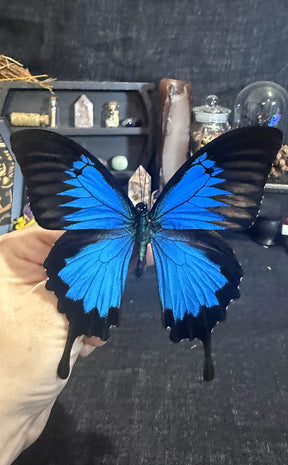 BLACK FRIDAY SPECIAL | Rare/Special Specimen Pack