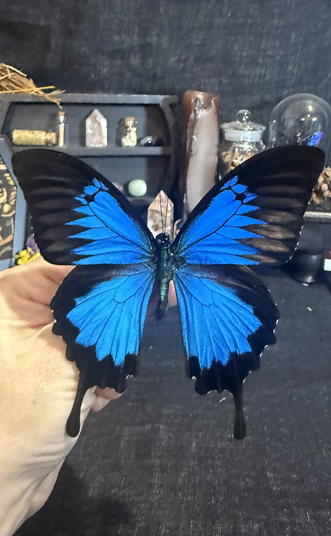 BLACK FRIDAY SPECIAL | Rare/Special Specimen Pack