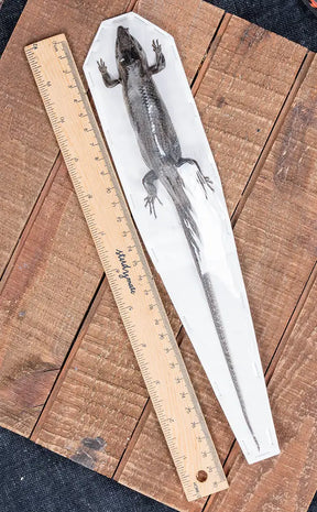 BLACK FRIDAY SPECIAL | Rare/Special Specimen Pack