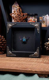 Blue Carpenter Bee in Antique Frame