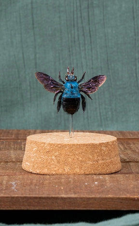 Blue Carpenter Bee in Glass Dome