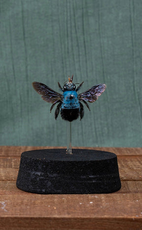 Blue Carpenter Bee in Glass Dome