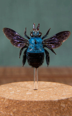 Blue Carpenter Bee in Glass Dome