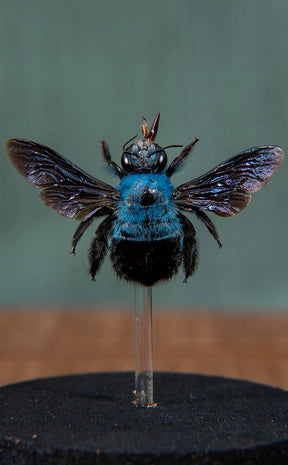 Blue Carpenter Bee in Glass Dome