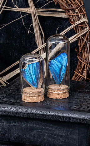 Blue Morpho Butterfly Wing in Vial