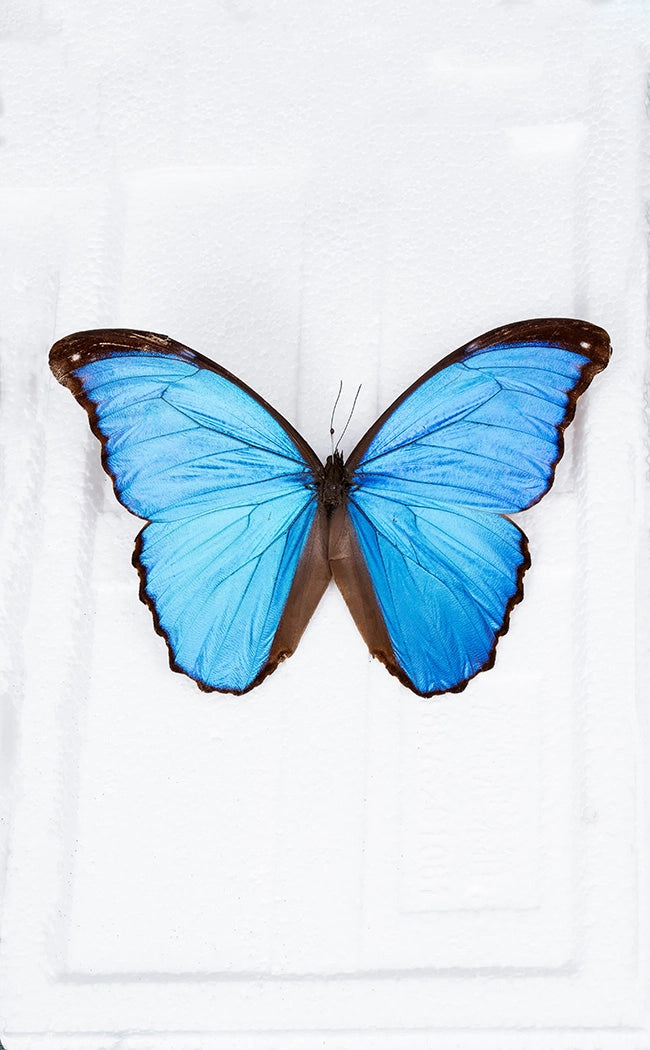 Blue Morpho Butterfly Wing in Vial