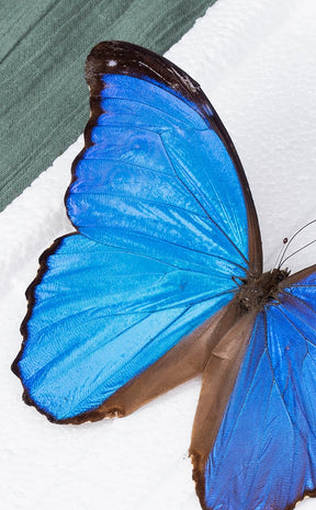 Blue Morpho Butterfly Wing in Vial