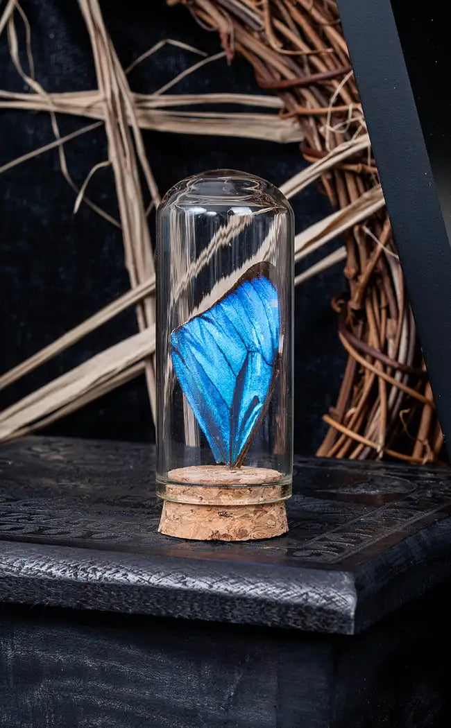 Blue Morpho Butterfly Wing in Vial