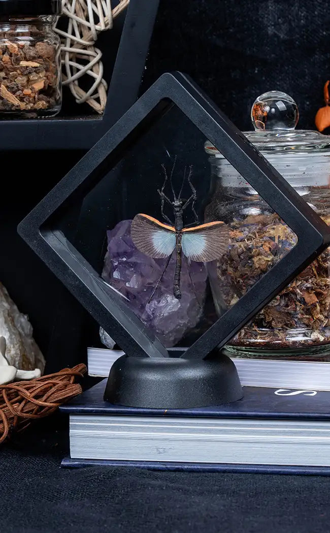 Blue Stick Insect in Display Case