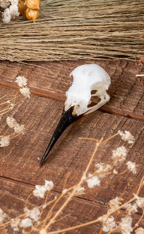 Blue-Tailed Bee-Eater Bird Skull