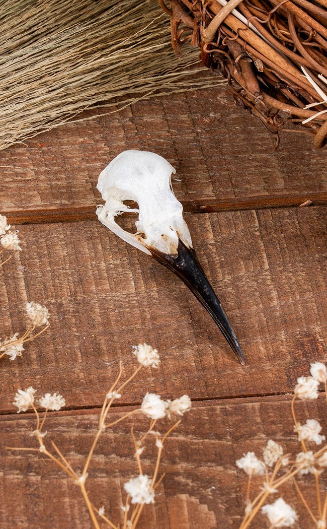 Blue-Tailed Bee-Eater Bird Skull