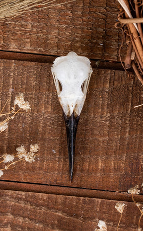 Blue-Tailed Bee-Eater Bird Skull