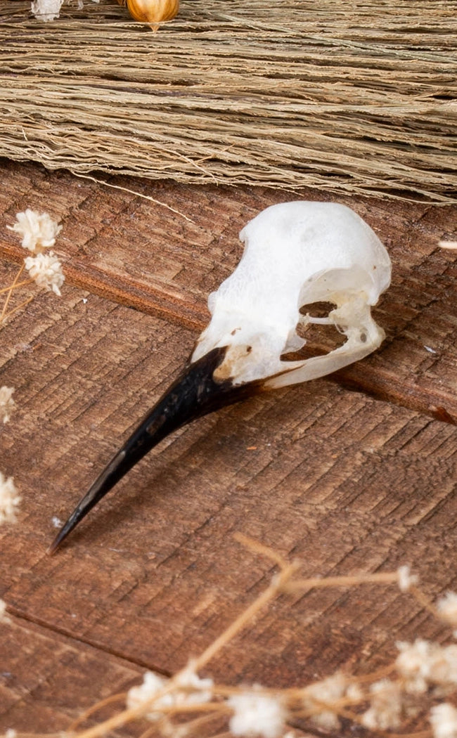 Blue-Tailed Bee-Eater Bird Skull