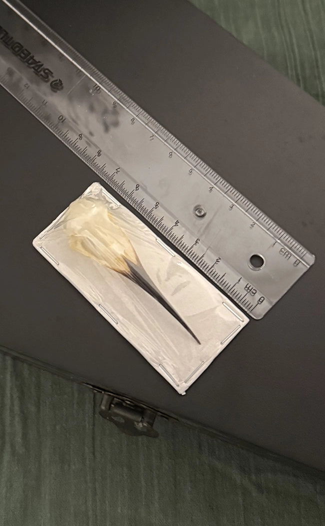 Blue-Tailed Bee-Eater Bird Skull