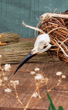 Blue-Tailed Bee-Eater Bird Skull