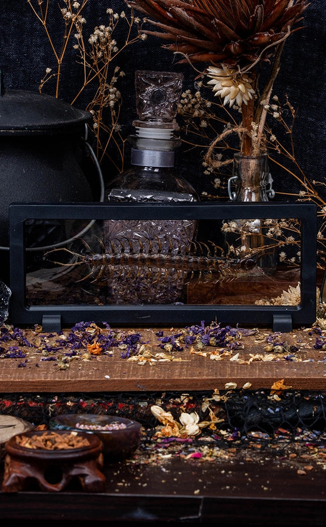 Centipede (Scolopendra sp.) in Display Case