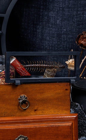 Centipede (Scolopendra sp.) in Display Case