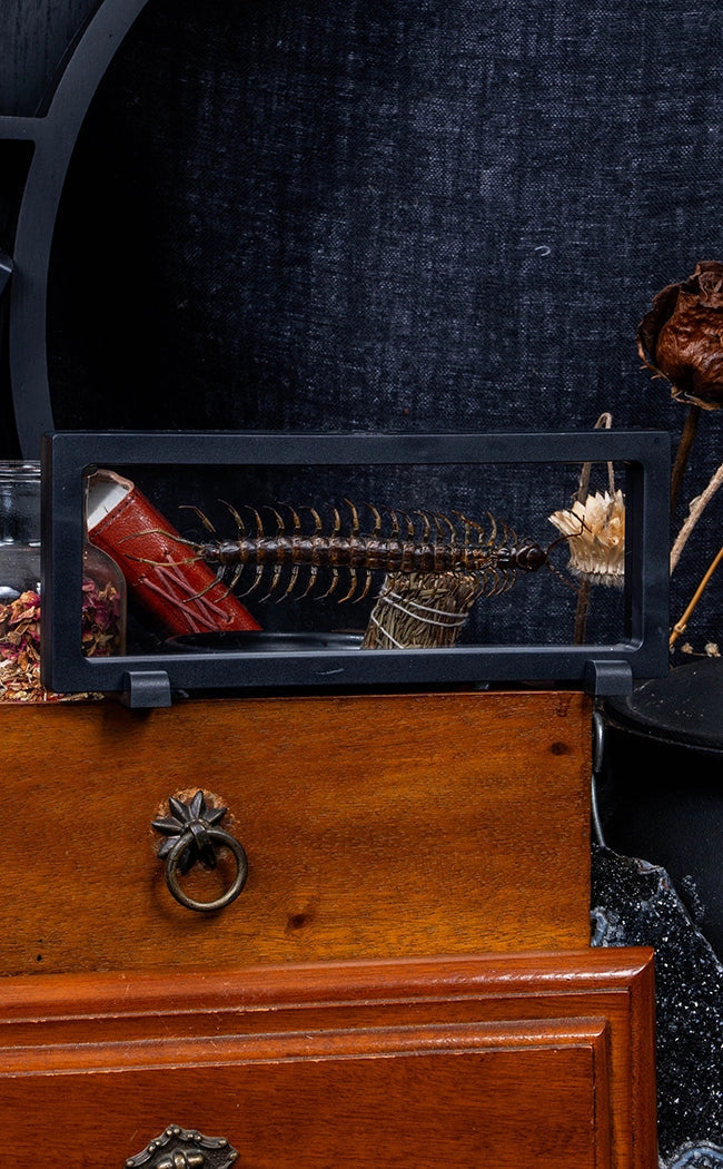 Centipede (Scolopendra sp.) in Display Case