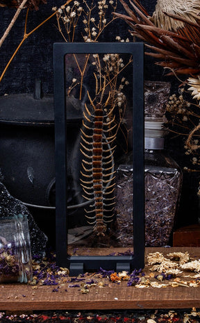 Centipede (Scolopendra sp.) in Display Case
