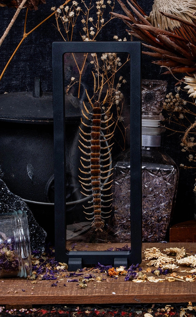 Centipede (Scolopendra sp.) in Display Case