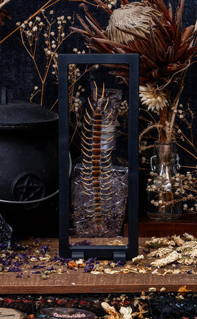 Centipede (Scolopendra sp.) in Display Case