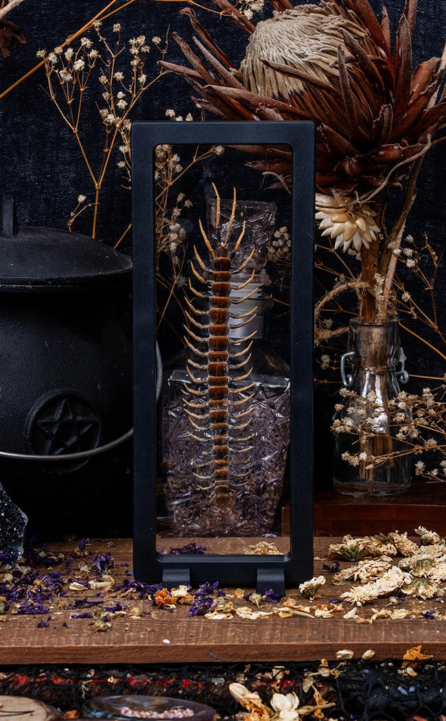 Centipede (Scolopendra sp.) in Display Case