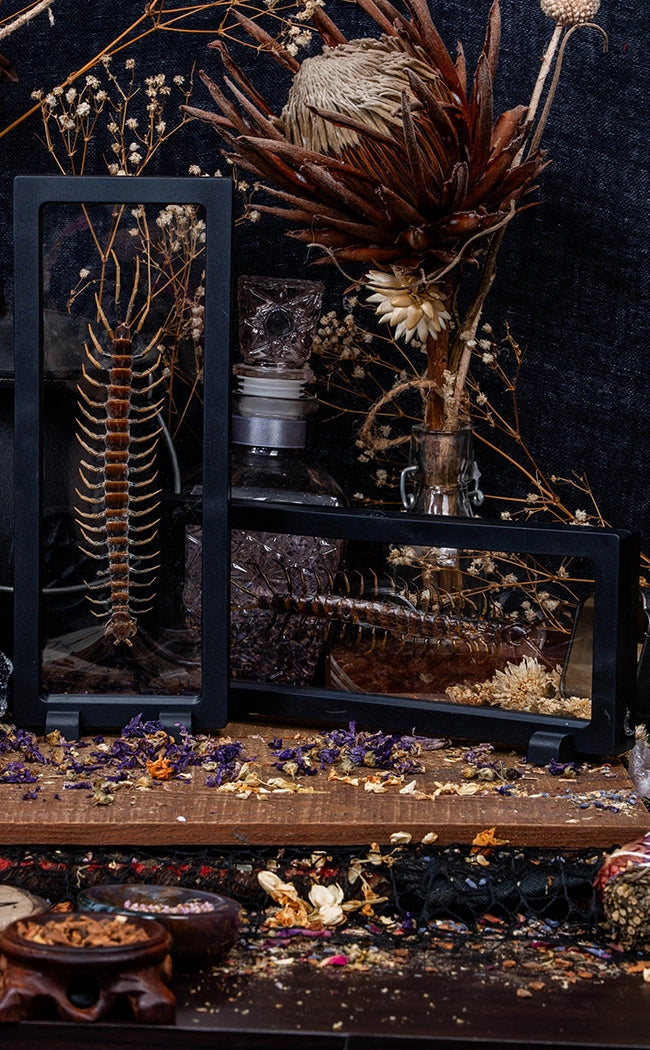 Centipede (Scolopendra sp.) in Display Case