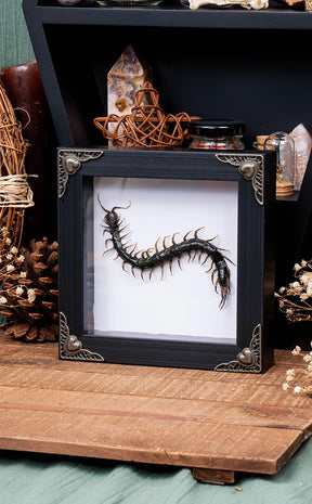 Centipede Specimen in Antique Frame