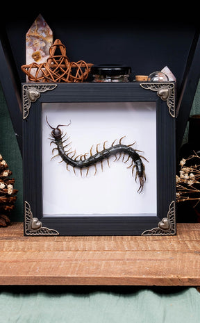 Centipede Specimen in Antique Frame