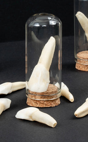 Cow Tooth In Vial