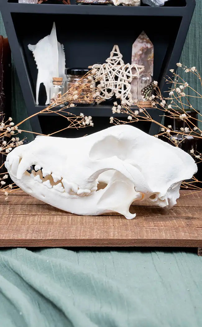 Coyote Skull