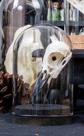 Crow Skull in Glass Dome