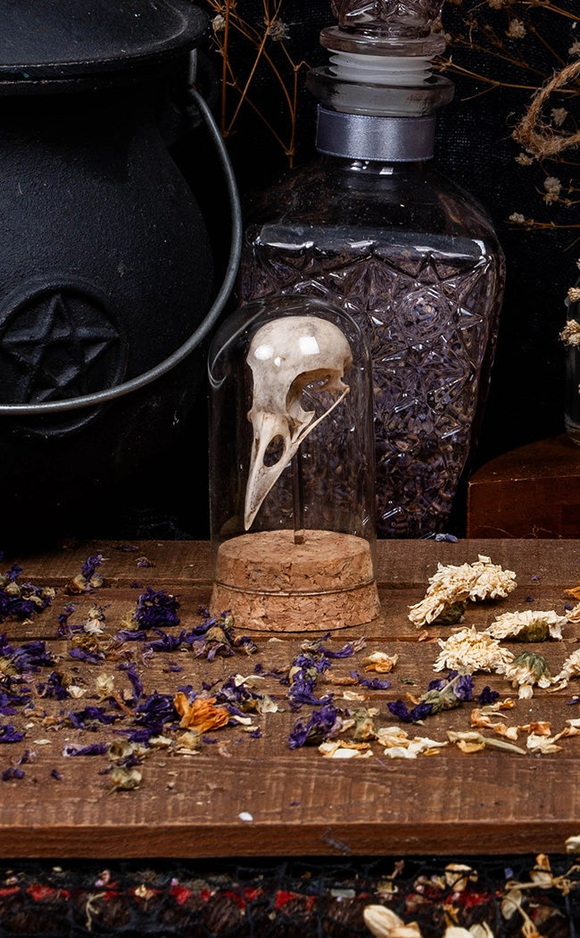 Crow Skull in Glass Dome