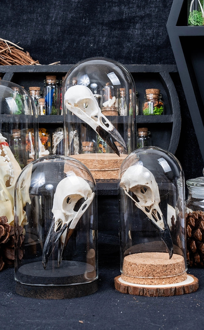 Crow Skull in Glass Dome