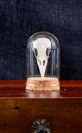 Crow Skull in Glass Dome