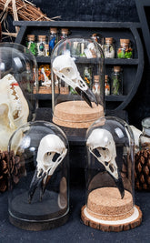 Crow Skull in Glass Dome
