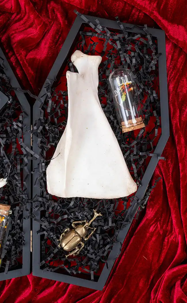 Curiosity Gift Pack in Coffin Box | Reward Gift