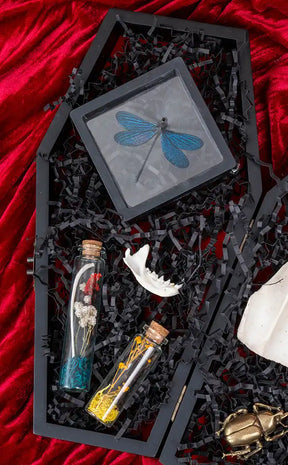 Curiosity Gift Pack in Coffin Box | Reward Gift