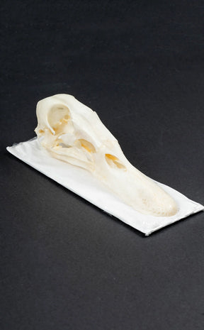 Duck Skull | Mallard