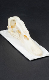 Duck Skull | Mallard