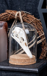 Duck Skulls in Glass Domes